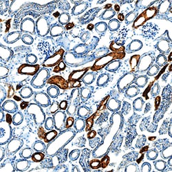 Mouse EGF Antibody, R D Systems 100&mu;g; Unlabeled:Antibodies, Polyclonal