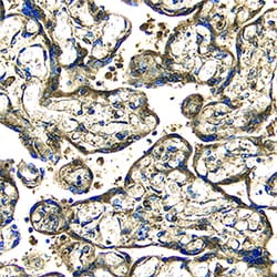 Human EGF Antibody, R D Systems 25&mu;g; Unlabeled:Antibodies, Polyclonal
