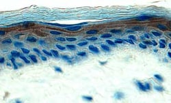 Human EGF Antibody, R D Systems:Antibodies:Primary Antibodies