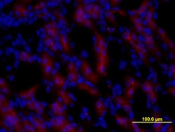 Mouse Pro EGF Antibody, R D Systems 25&mu;g; Unlabeled:Antibodies, Monoclonal