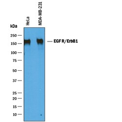Mouse EGFR Antibody, R D Systems 100 &mu;g | Buy Online | R&D Systems | Fisher Scientific