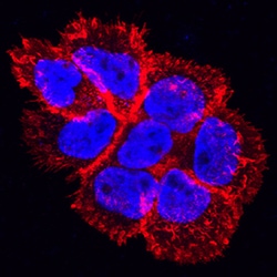 Human Phospho-EGFR (Y1086) Antibody, R D Systems 100&mu;g; Unlabeled:Antibodies,