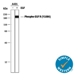 Human Phospho-EGFR (Y1086) Antibody, R D Systems 100&mu;g; Unlabeled:Antibodies,