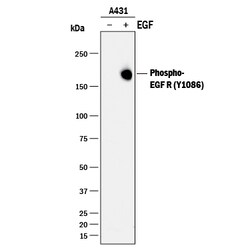 Human Phospho-EGFR (Y1086) Antibody, R D Systems 100&mu;g; Unlabeled:Antibodies,