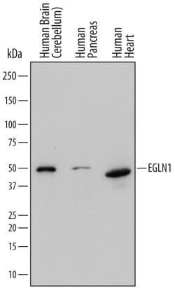 Human EGLN1/PHD2 Antibody, R D Systems 100&mu;g; Unlabeled:Antibodies,