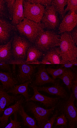 Human EGLN3/PHD3 Antibody, R D Systems 100 &mu;g | Buy Online | R&D Systems | Fisher Scientific