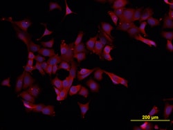 Human/Mouse/Rat eIF4E Antibody, R D Systems 25&mu;g; Unlabeled:Antibodies,