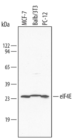 Human/Mouse/Rat eIF4E Antibody, R D Systems 25&mu;g; Unlabeled:Antibodies,