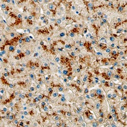 Human/Mouse ELF3 Antibody, R D Systems 100&mu;g; Unlabeled:Antibodies,