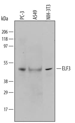 Human/Mouse ELF3 Antibody, R D Systems 100&mu;g; Unlabeled:Antibodies,