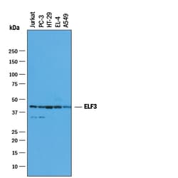 Human/Mouse ELF3 Antibody, R D Systems 25&mu;g; Unlabeled:Antibodies, Monoclonal