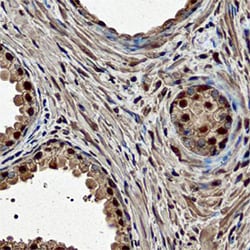 Human ELF3 Antibody, R D Systems 25&mu;g; Unlabeled:Antibodies, Monoclonal