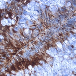 Human EMAP-II Antibody, R D Systems 100&mu;g; Unlabeled:Antibodies, Polyclonal