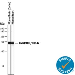 Mouse EMMPRIN/CD147 Antibody, R D Systems 100&mu;g; Unlabeled:Antibodies,