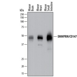 Mouse EMMPRIN/CD147 Antibody, R D Systems 100&mu;g; Unlabeled:Antibodies,