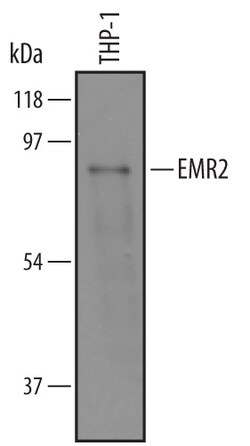Human EMR2 Antibody, R D Systems 100&mu;g; Unlabeled:Antibodies, Polyclonal