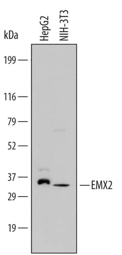 Human/Mouse EMX2 Antibody, R D Systems 25&mu;g; Unlabeled:Antibodies, Polyclonal