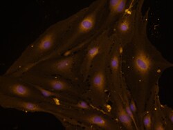 Mouse Endoglin/CD105 Antibody, R D Systems 25&mu;g; Unlabeled:Antibodies,