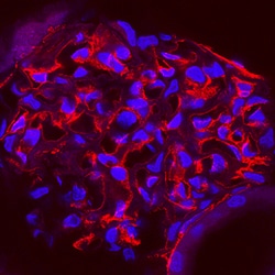 Rat Endoglin/CD105 Antibody, R D Systems 100ug; Unlabeled:Antibodies, Polyclonal