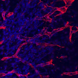 Mouse Endoglin/CD105 Antibody, R D Systems 100ug; Unlabeled:Antibodies,