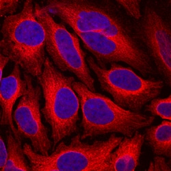 Human Endoglycan/PODXL2 Antibody, R D Systems 25&mu;g; Unlabeled:Antibodies,