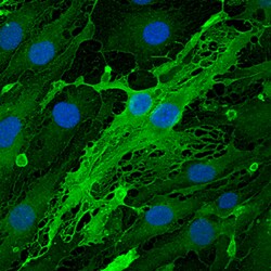 Mouse Endomucin Antibody, R D Systems 25&mu;g; Unlabeled:Antibodies, Polyclonal
