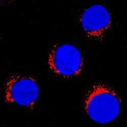 Human Endophilin B1/Bif-1 Antibody, R D Systems 25 &mu;g | Buy Online | R&D Systems | Fisher Scientific