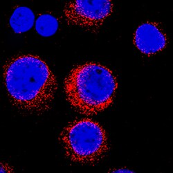Human Endophilin B1/B2 Antibody, R D Systems 25&mu;g; Unlabeled:Antibodies,