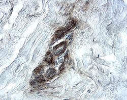 Human Endorepellin/Perlecan Antibody, R D Systems 100&mu;g; Unlabeled:Antibodies,