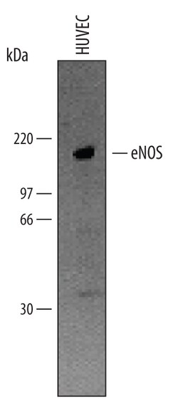 Human eNOS Antibody, R D Systems 25&mu;g; Unlabeled:Antibodies, Polyclonal