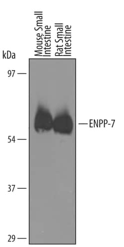 Mouse ENPP-7/Alk-SMase Antibody, R D Systems 100&mu;g; Unlabeled:Antibodies,
