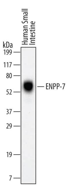 Human ENPP-7/Alk-SMase Antibody, R D Systems 100ug; Unlabeled:Antibodies,