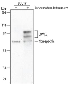 EOMES Sheep anti-Human, Polyclonal, R D Systems 25&mu;g; Unlabeled, Quantity: