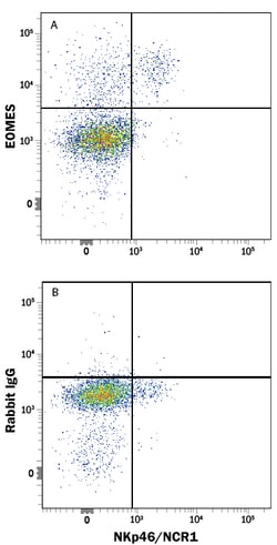Mouse EOMES Antibody, R D Systems 100 ug; Unconjugated:Antibodies, Monoclonal