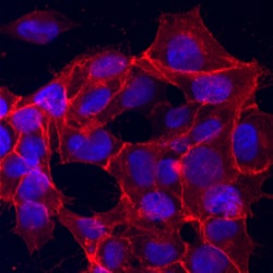 Human EpCAM/TROP-1 Antibody, R D Systems 100&mu;g; Unlabeled:Antibodies,