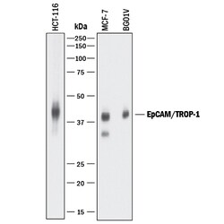 Human EpCAM/TROP-1 Antibody, R D Systems 100&mu;g; Unlabeled:Antibodies,