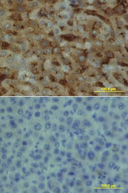 Human EPCR Biotinylated Antibody, R D Systems 50 &mu;g | Buy Online | R&D Systems | Fisher Scientific