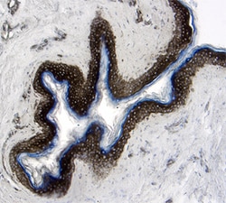 Human EPCR Antibody, R D Systems 25&mu;g; Unlabeled:Antibodies, Monoclonal