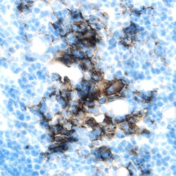Mouse EphA1 Antibody, R D Systems 100&mu;g; Unlabeled:Antibodies, Polyclonal