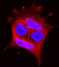 Human EphA1 Antibody, R D Systems 100&mu;g; Unlabeled:Antibodies, Polyclonal