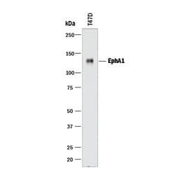 Human EphA1 Antibody, R D Systems 100&mu;g; Unlabeled:Antibodies, Polyclonal