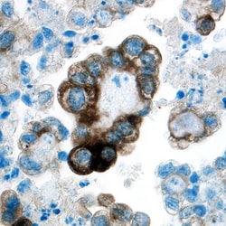 Human EphA2 Antibody, R D Systems 100&mu;g; Unlabeled:Antibodies, Polyclonal