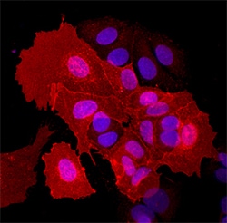 Human/Rat EphA5 Antibody, R D Systems 25&mu;g; Unlabeled:Antibodies, Polyclonal