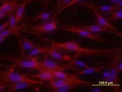 Human/Rat EphA5 Antibody, R D Systems 500ug; Unlabeled:Antibodies, Monoclonal