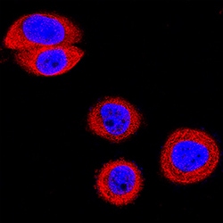 Human/Mouse EphB2 Antibody, R D Systems 25&mu;g; Unlabeled:Antibodies,