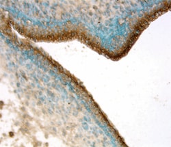 Mouse EphB4 Antibody, R D Systems 100&mu;g; Unlabeled:Antibodies, Polyclonal