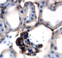 Mouse Ephrin-B1 Antibody, R D Systems 100 &mu;g | Buy Online | R&D Systems | Fisher Scientific