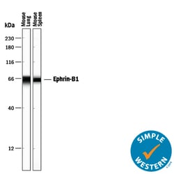 Mouse Ephrin-B1 Antibody, R D Systems 100 &mu;g | Buy Online | R&D Systems | Fisher Scientific