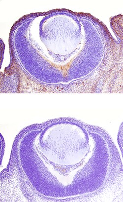 Mouse Epimorphin/Syntaxin 2 Antibody, R D Systems 100ug; Unlabeled:Antibodies,