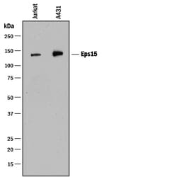 Human Eps15 Antibody, R D Systems 25&mu;g; Unlabeled:Antibodies, Polyclonal